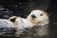 Learn more about sea otters during Sea Otter Awareness Week How To Avoid Loan Scams And Frauds Online